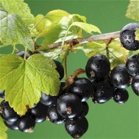 Blackcurrant Bud Perfumery Base