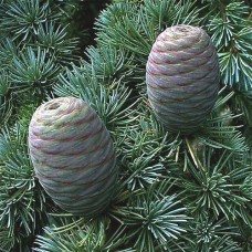 Cedarwood Atlas Essential Oil