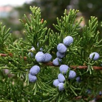 Cedarwood Virginian Essential Oil