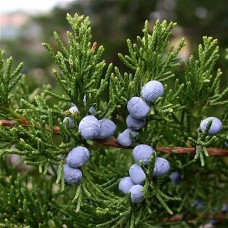 Cedarwood Virginian Essential Oil