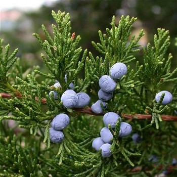 Cedarwood Virginian Essential Oil
