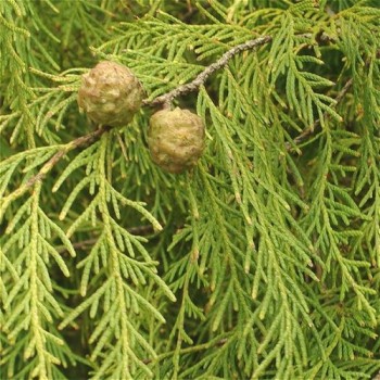 Chinese Cedarwood (Chinese Weeping Cyprus) Essential Oil