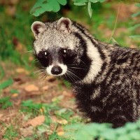 Civet (Artificial) 10% in DPG