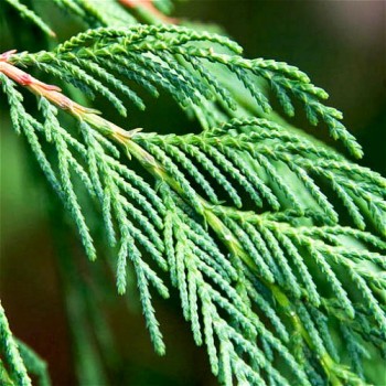 Cypress Leaf Essential Oil