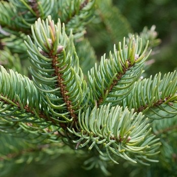 Siberian Fir Essential Oil