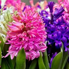 Hyacinth Perfumery Base