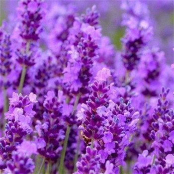 Lavender 40/42 Essential Oil
