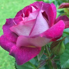 Rose Varieties 2 (Let's Celebrate) Perfumery Base