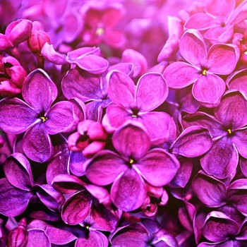 Lilac Perfumery Base