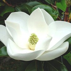 Magnolia Perfumery Base