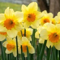 Narcissus Perfumery Base