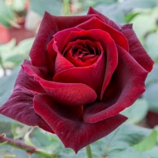 Rose Varieties 1 (Papa Meilland) Perfumery Base