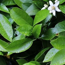 Petitgrain Essential Oil