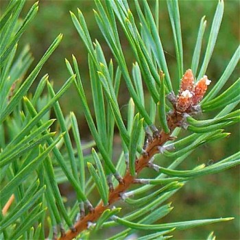 Pine Essential Oil