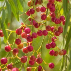 Pink Pepper Essential Oil