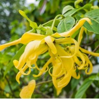 Ylang Ylang Essential Oil