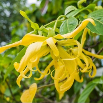 Ylang Ylang Essential Oil